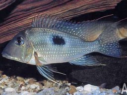 geophagus_camopiensis_20090509_1047960149